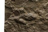 Shale with Two Dinosaur (Grallator) Footprints - Massachusetts #383427-4